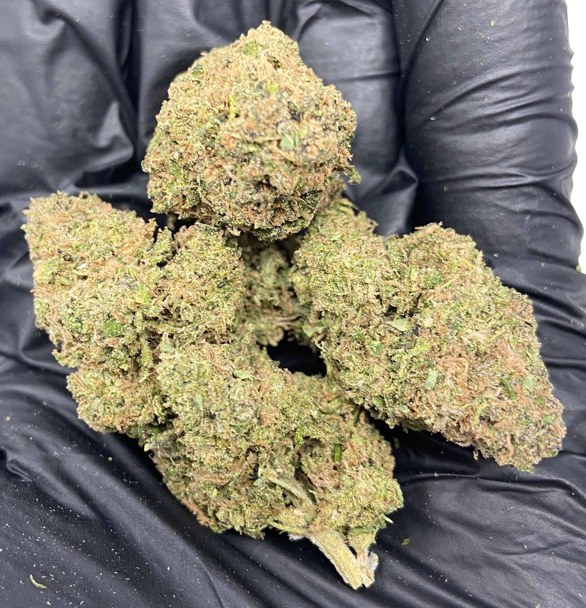 abacus diesel cbd strain