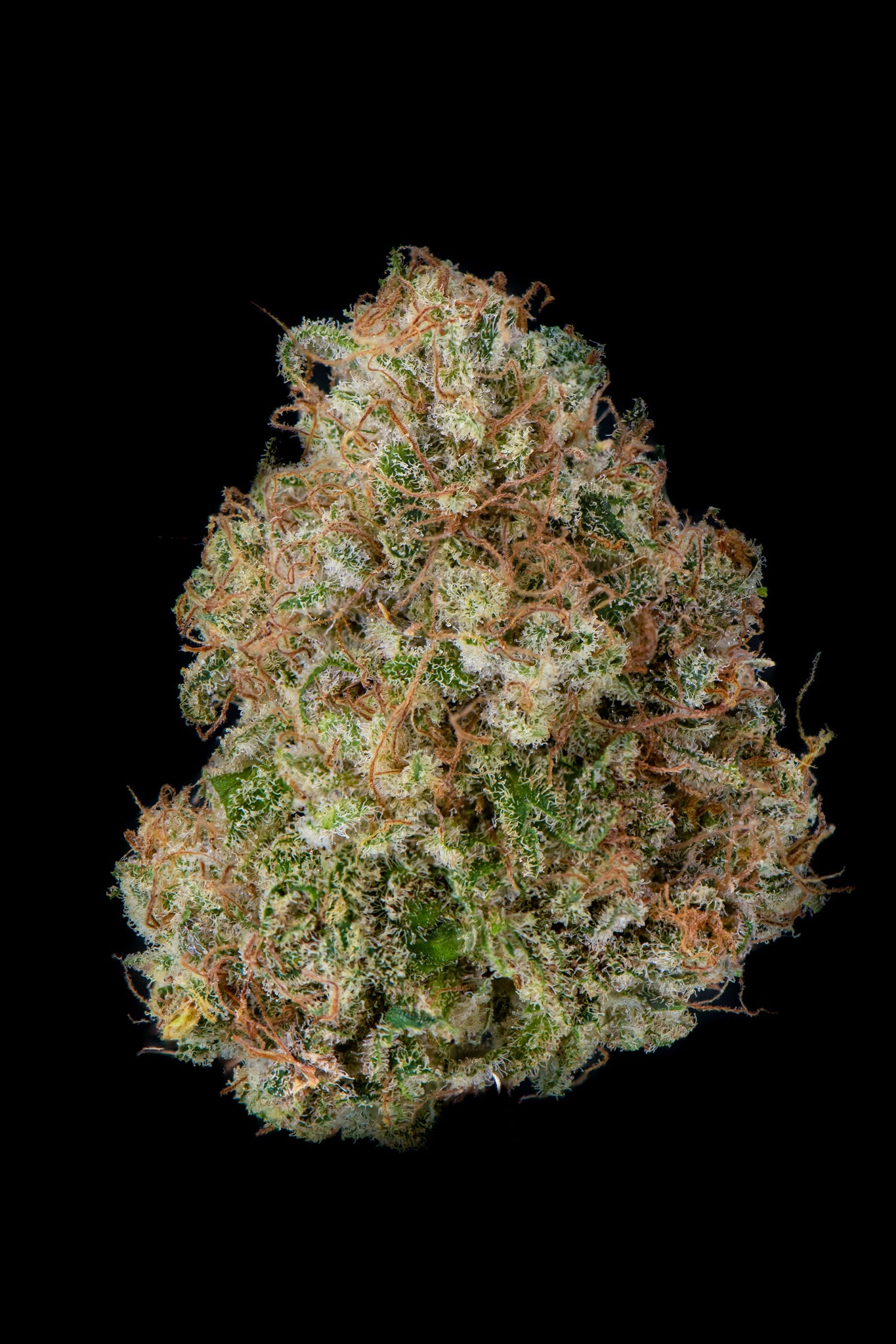 Gorilla Haze Flower